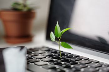 Green leaves on a stem sprouting from a computer keyboard with blurred monitor and houseplant in the background